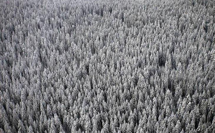 Los organizadores advierten: 'Esto será un bosque real, con animales salvajes peligrosos e insectos venenosos'