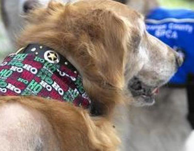 La dueña de un perro que tenía un tumor de 19 kilos es acusado de crueldad animal