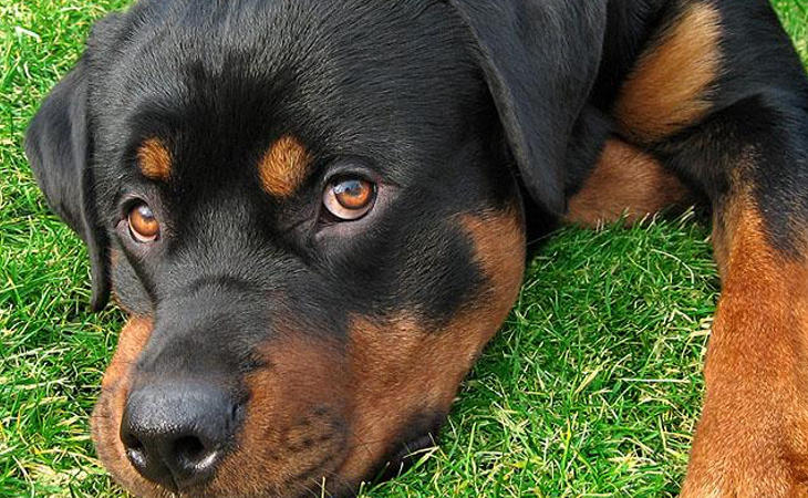 Un perro Rottweiler, arrojado desde un séptimo piso