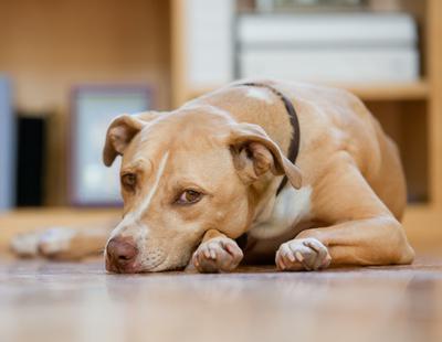 Detenido un hombre por violar al perro de su compañera de piso durante tres años