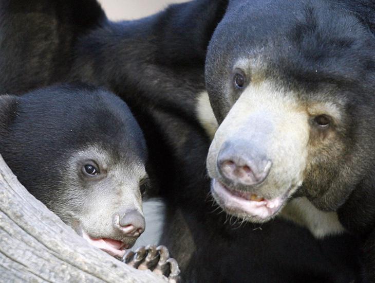 Así se encuentra el oso malayo en su estado natural