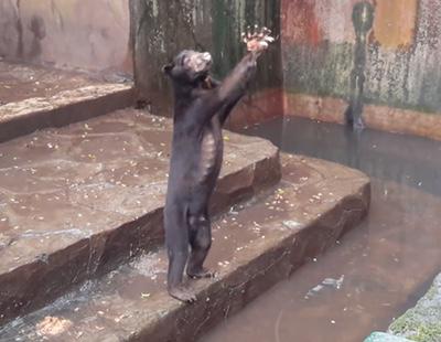 El cruel maltrato animal al que son sometidos estos osos de un zoo de Indonesia