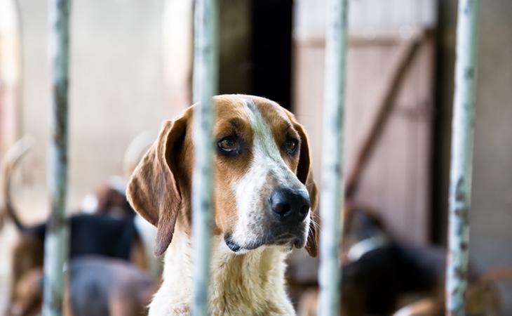 El maltrato animal es una lacra contra la que hay que luchar