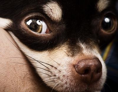 Un hombre arranca de un mordisco la cabeza a un chihuahua