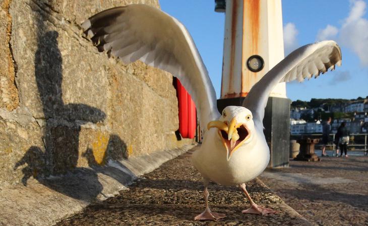 Esta gaviota ha querido mostrar su indignación contra el Partido Popular