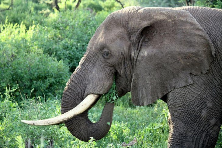 Los elefantes jumbos son especialmente peligrosos y son conocidos como 'reyes de los elefantes'.