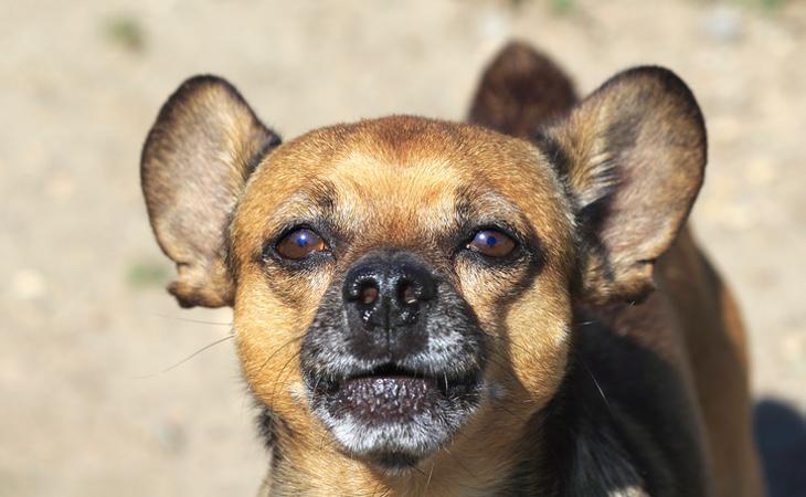 La amputación de la cola puede provocar diversas secuelas en los animales