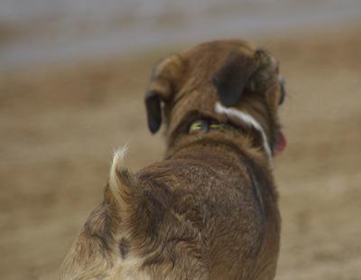 El Congreso aprueba la prohibición de cortar el rabo a los perros por estética