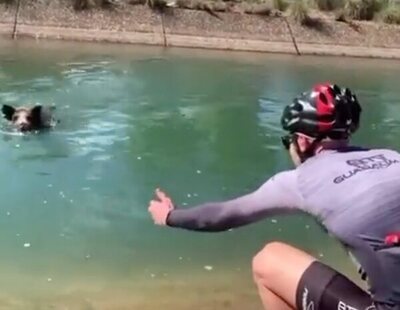 Un jabalí ataca a un ciclista que se paró para intentar rescatarlo del agua