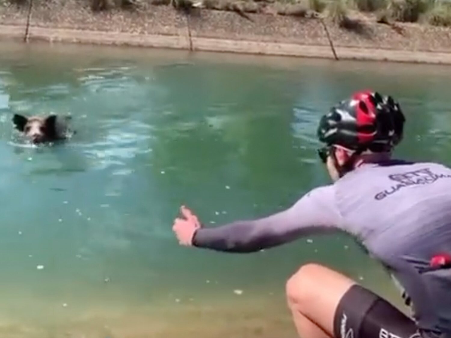 Un jabalí ataca a un ciclista que se paró para intentar rescatarlo del agua