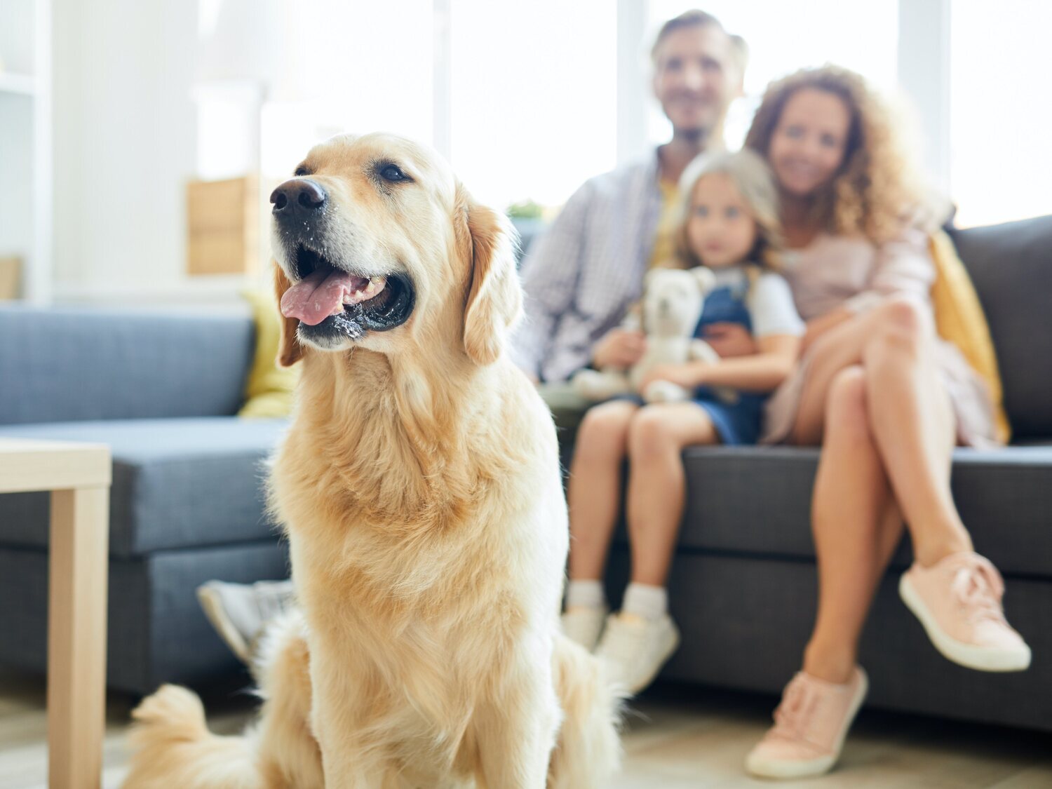 Los animales dejan de ser considerados cosas en España