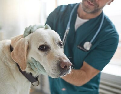 Condenado un veterinario por abusar sexualmente de perros y grabarse haciéndolo