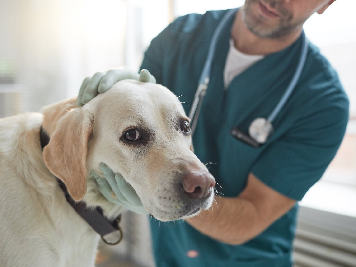 Condenado un veterinario por abusar sexualmente de perros y grabarse haciéndolo