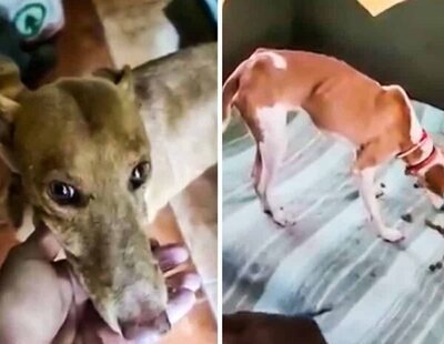 Publican vídeos de los perros rescatados en La Palma de manera anónima por el Equipo A