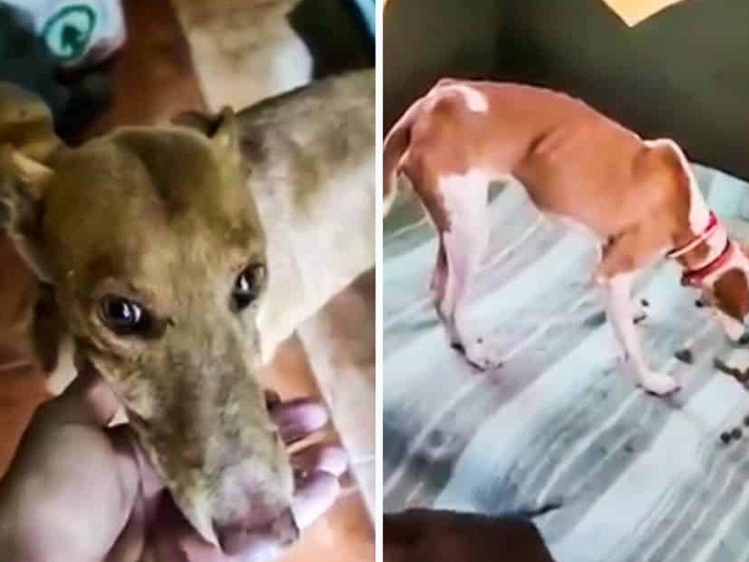 Publican vídeos de los perros rescatados en La Palma de manera anónima por el Equipo A