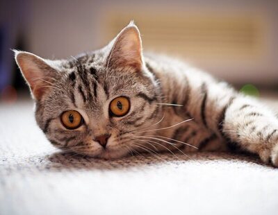 El motivo por el que los gatos miran fijamente a la nada: ¿Pueden detectar presencias que los humanos no ven?
