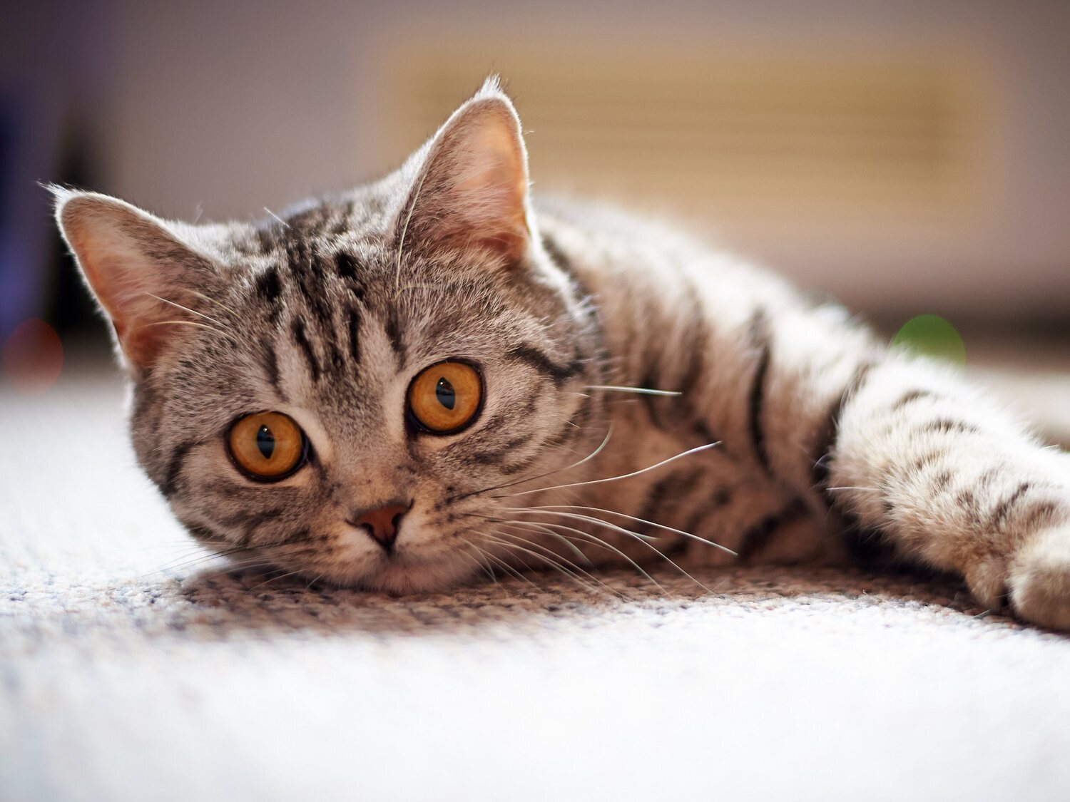 El motivo por el que los gatos miran fijamente a la nada: ¿Pueden detectar presencias que los humanos no ven?