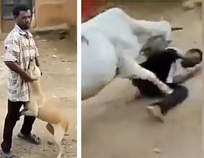 Graban a una vaca embistiendo brutalmente a un hombre que estaba maltratando a un perro