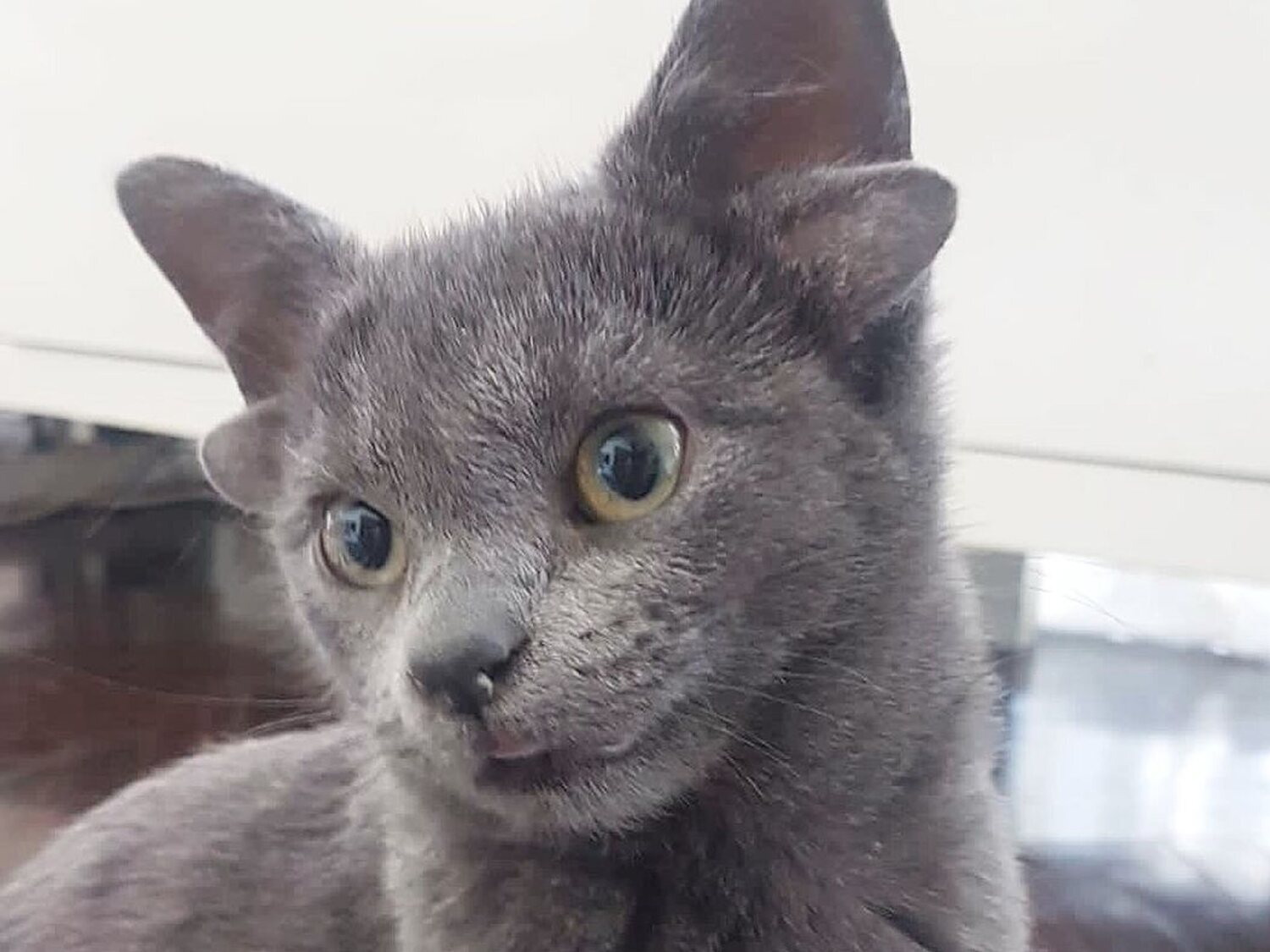 Así es Midas, la gata de cuatro orejas que triunfa en Instagram