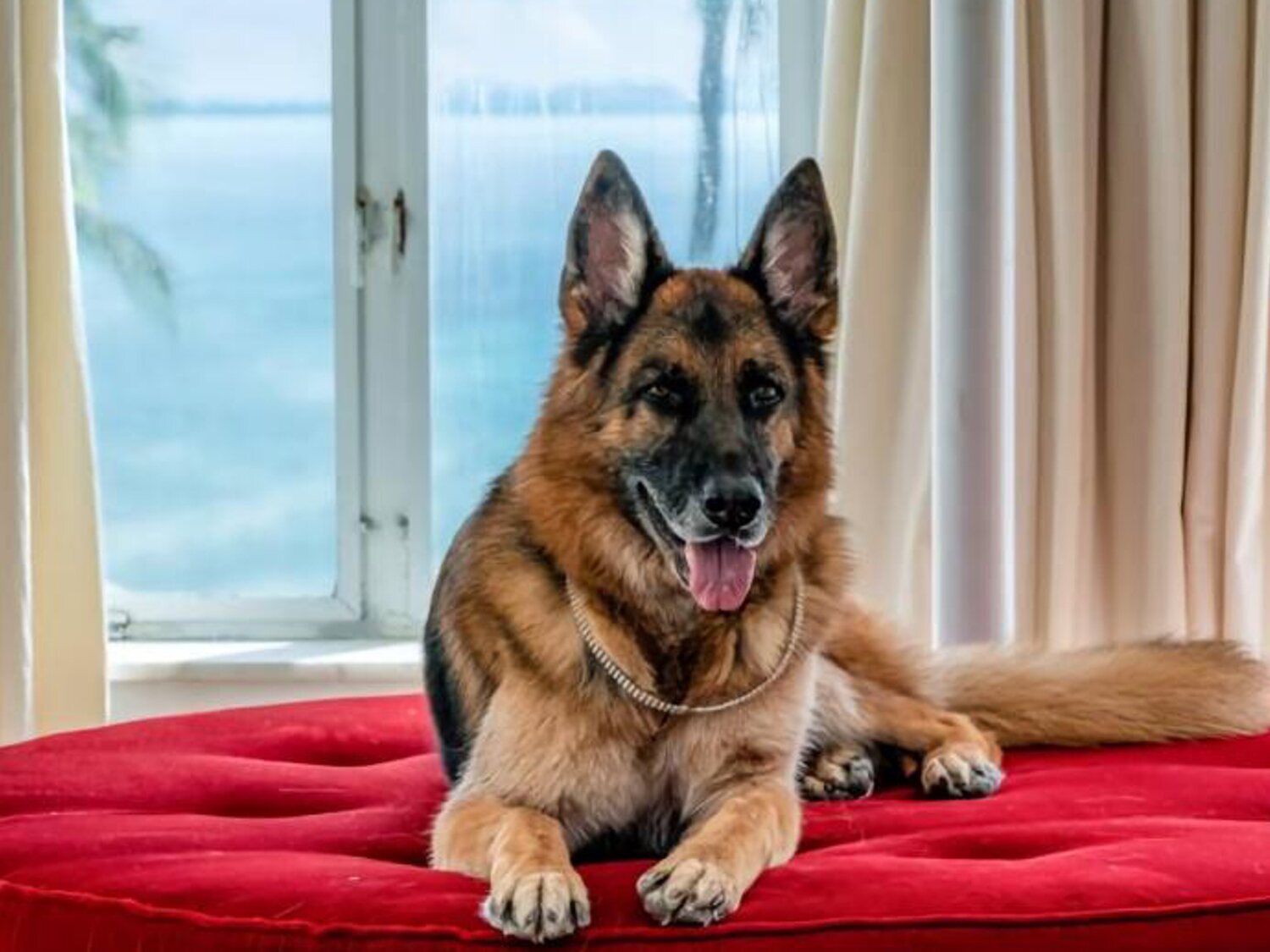 El perro más rico del mundo, Gunther VI, vende su mansión en Miami por 32 millones