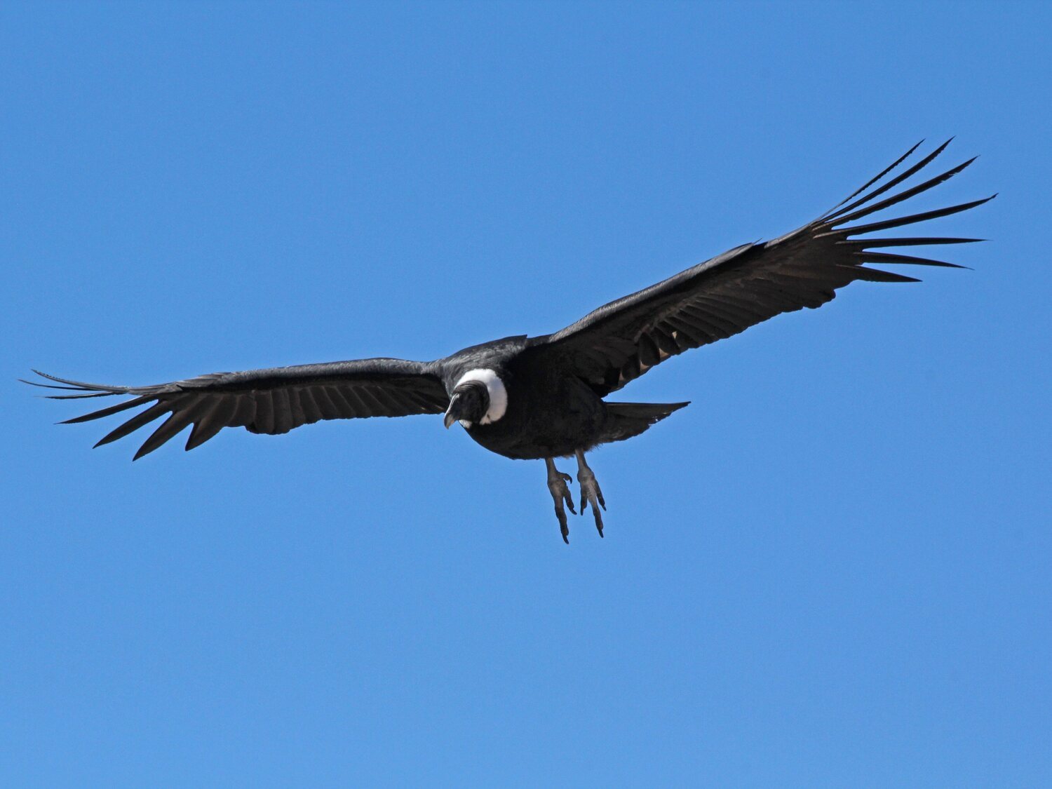 Dos aves hembras prescinden de reproducirse con ejemplares machos y tienen crías por reproducción asexual