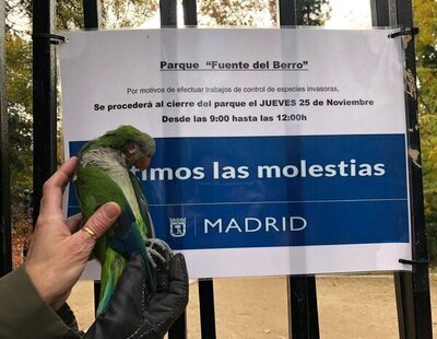 A tiros contra las cotorras en Madrid: una vecina publica un vídeo que denuncia el protocolo de Almeida