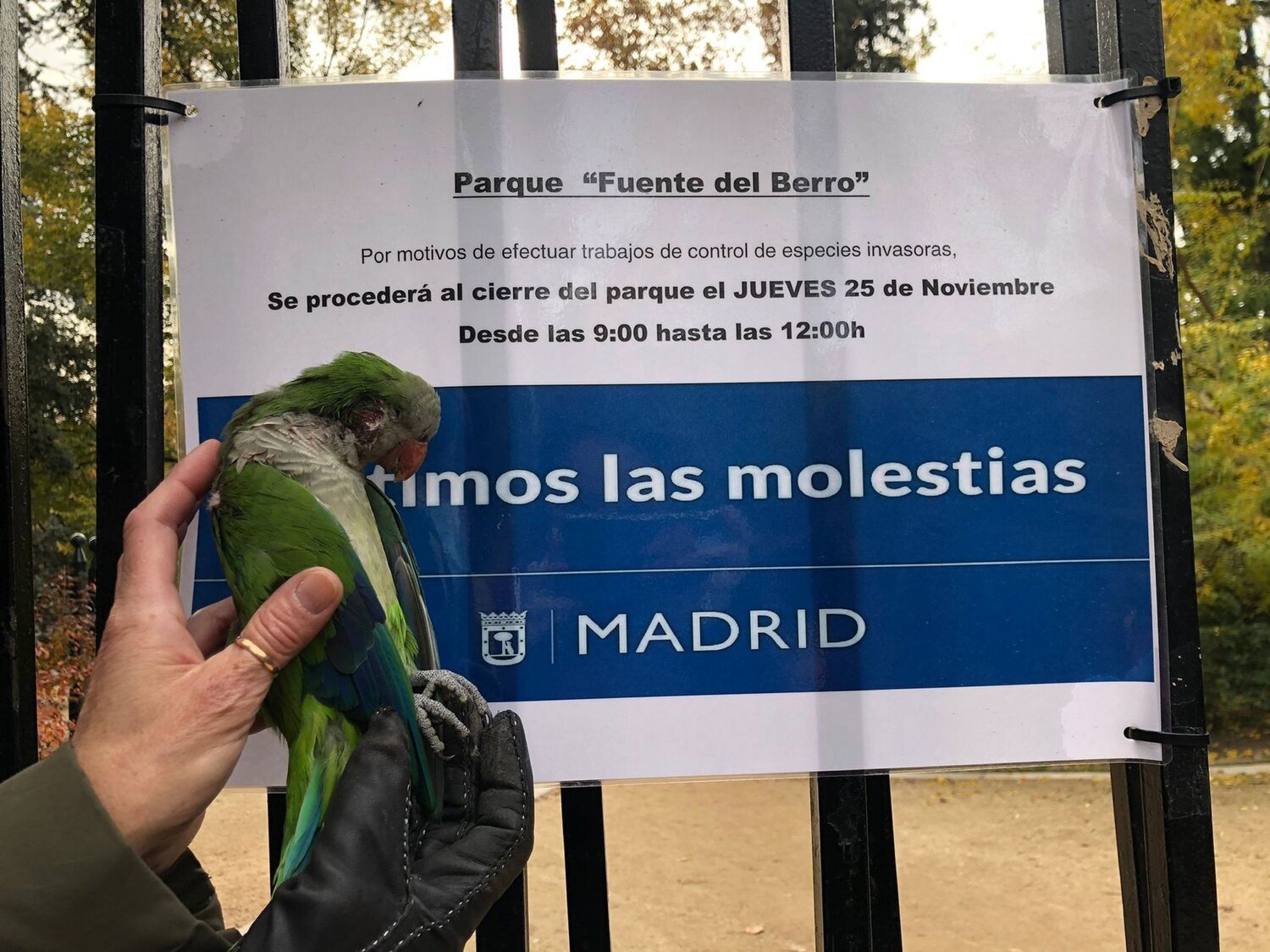 A tiros contra las cotorras en Madrid: una vecina publica un vídeo que denuncia el protocolo de Almeida