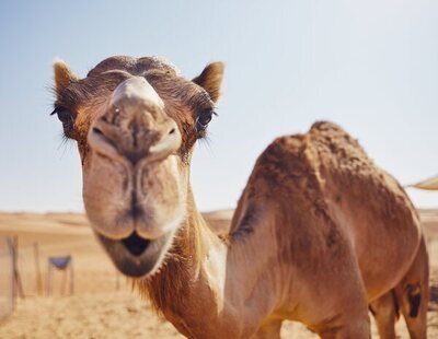 Arabia Saudí descalifica a 43 camellos de un concurso de belleza por llevar bótox