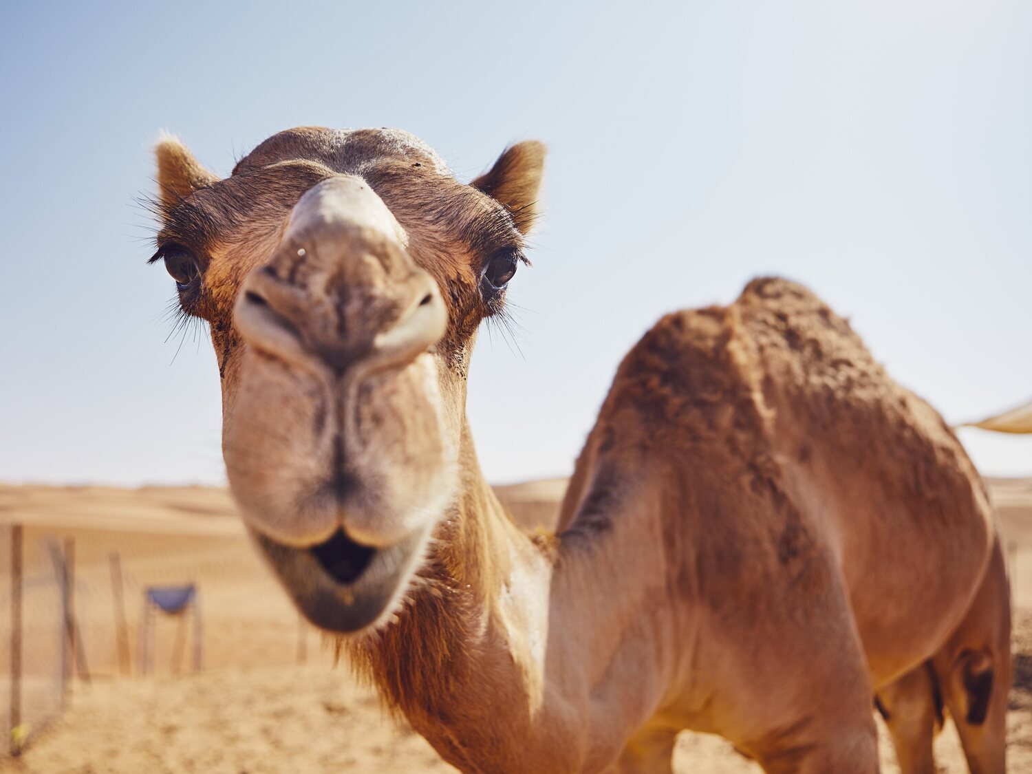 Arabia Saudí descalifica a 43 camellos de un concurso de belleza por llevar bótox