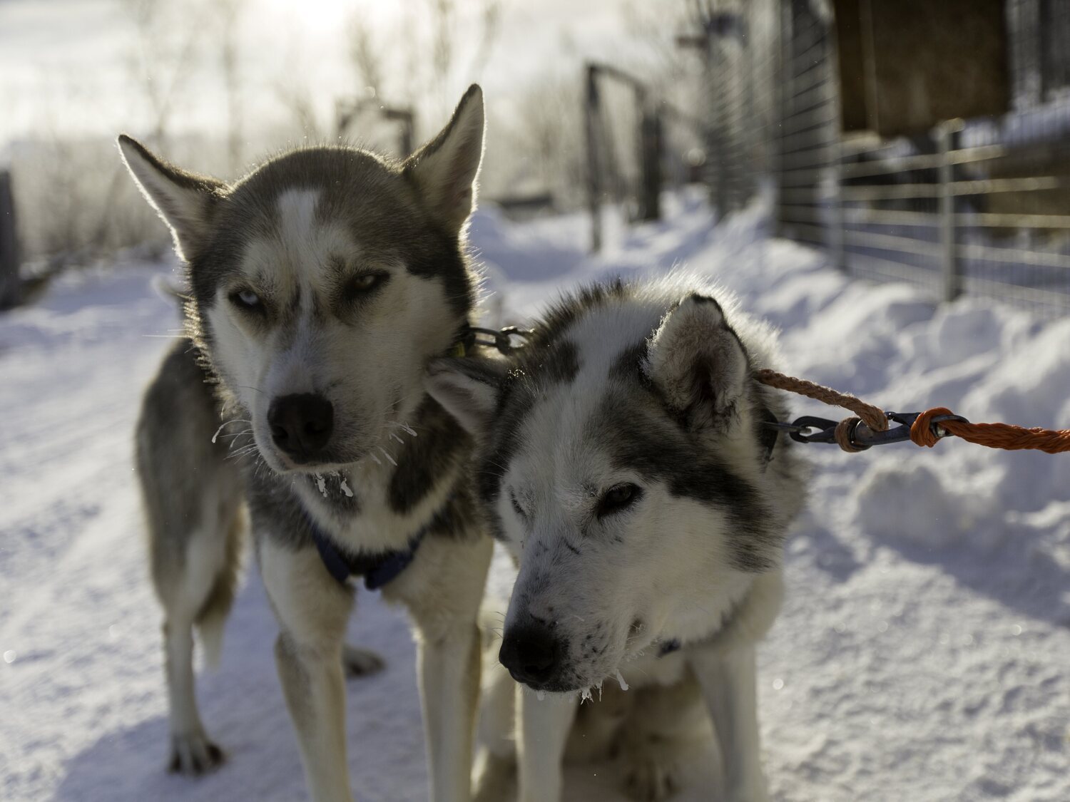 Esta es la temperatura mínima con la que nunca deberías sacar a tu perro a pasear, según los veterinarios