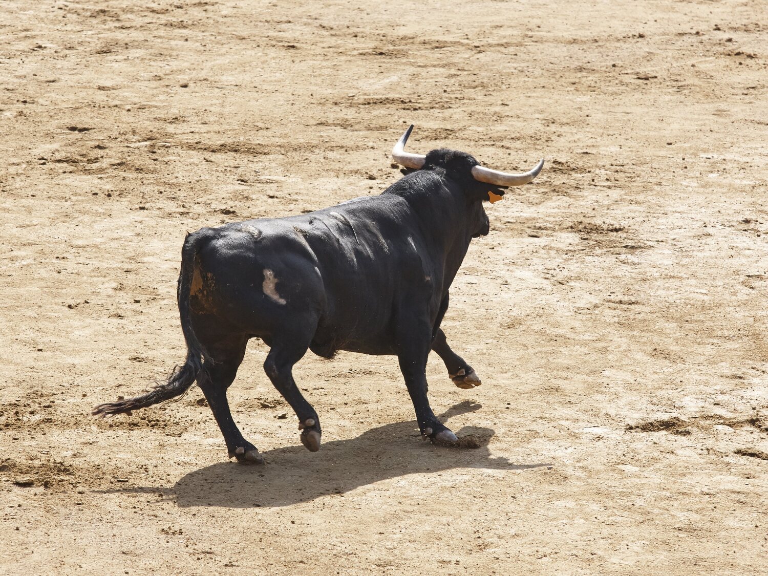 Ciudad de México da la espalda a los toros: aprueba el cierre de la plaza más grande del mundo y estudia su abolición