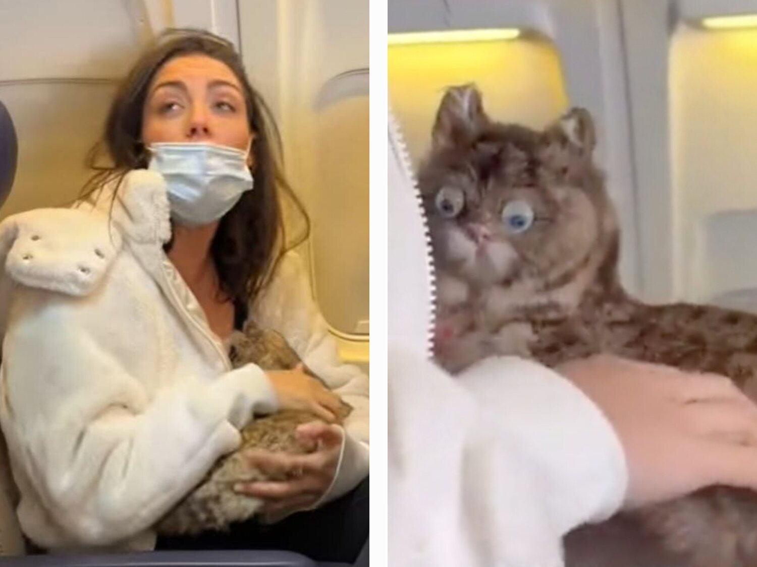 La historia real detrás del vídeo viral de una pasajera amamantando a un gato en un avión