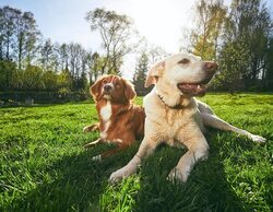 El DNI para mascotas entra en vigor: ¿Qué es y cómo funciona?