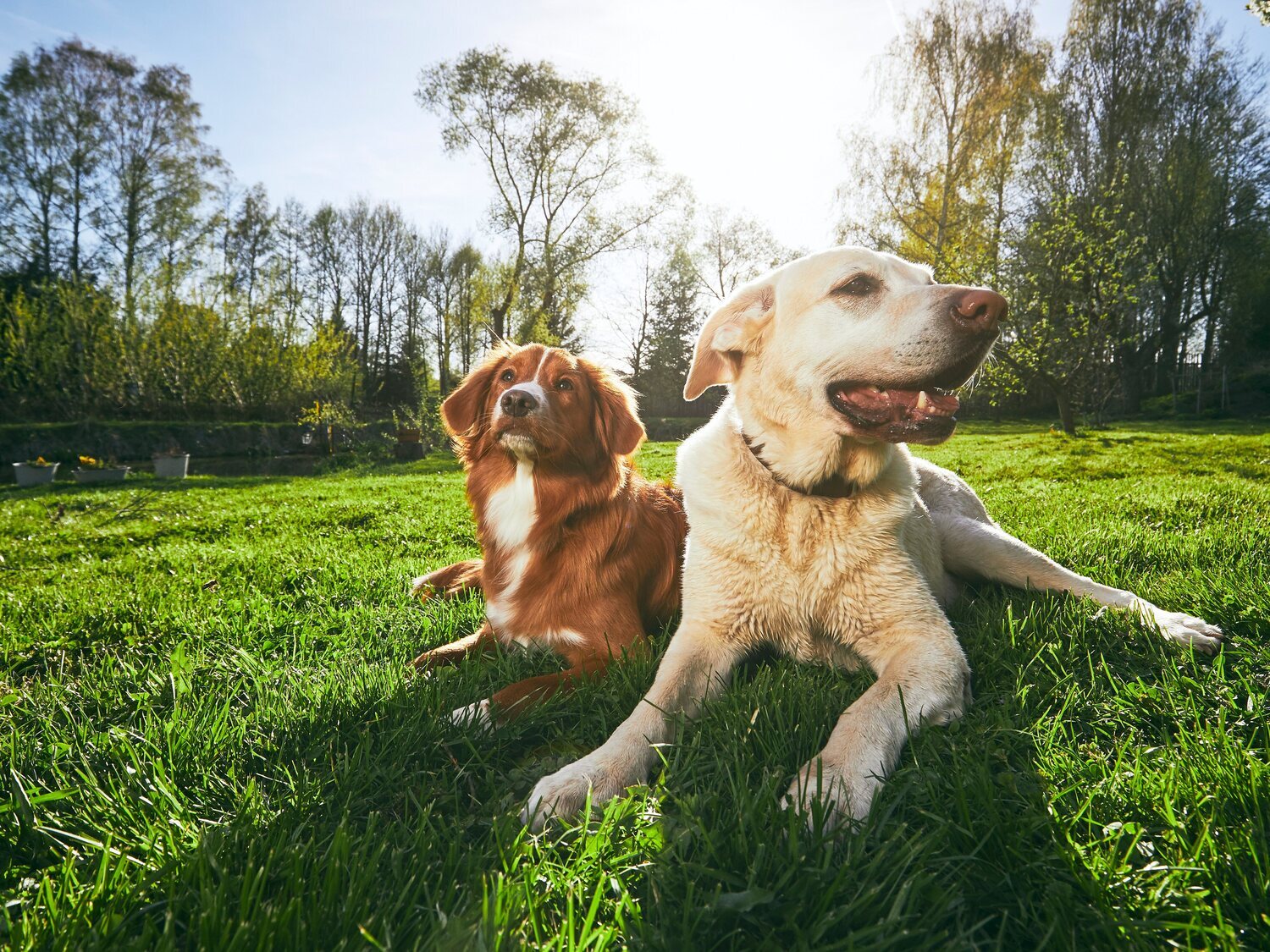 El DNI para mascotas entra en vigor: ¿Qué es y cómo funciona?