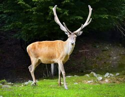Muere un cazador tras ser embestido brutalmente por una cierva en Girona