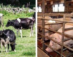 Caso Garzón: Diferencias entre la ganadería extensiva y el modelo de las macrogranjas