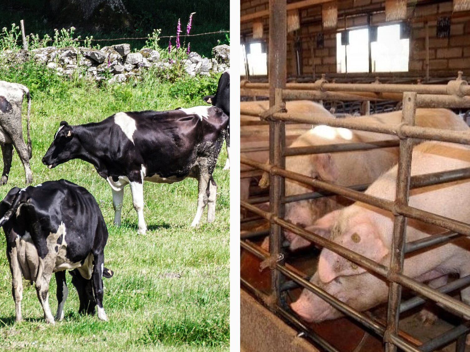 Caso Garzón: Diferencias entre la ganadería extensiva y el modelo de las macrogranjas