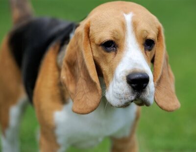 Convocan una manifestación contra el sacrificio previsto de 32 cachorros de Beagle tras experimentar con ellos en Barcelona