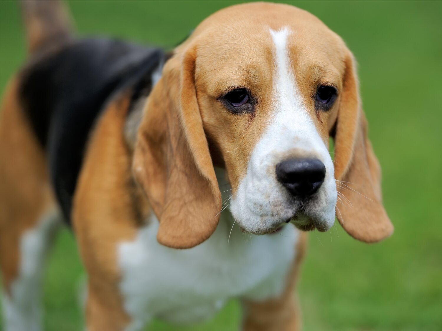 Convocan una manifestación contra el sacrificio previsto de 32 cachorros de Beagle tras experimentar con ellos en Barcelona