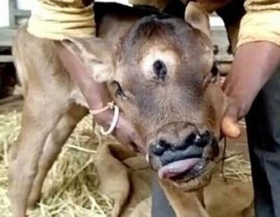 Nace un ternero con tres ojos y cuatro fosas nasales en India: consideran que es reencarnación del dios Shiva