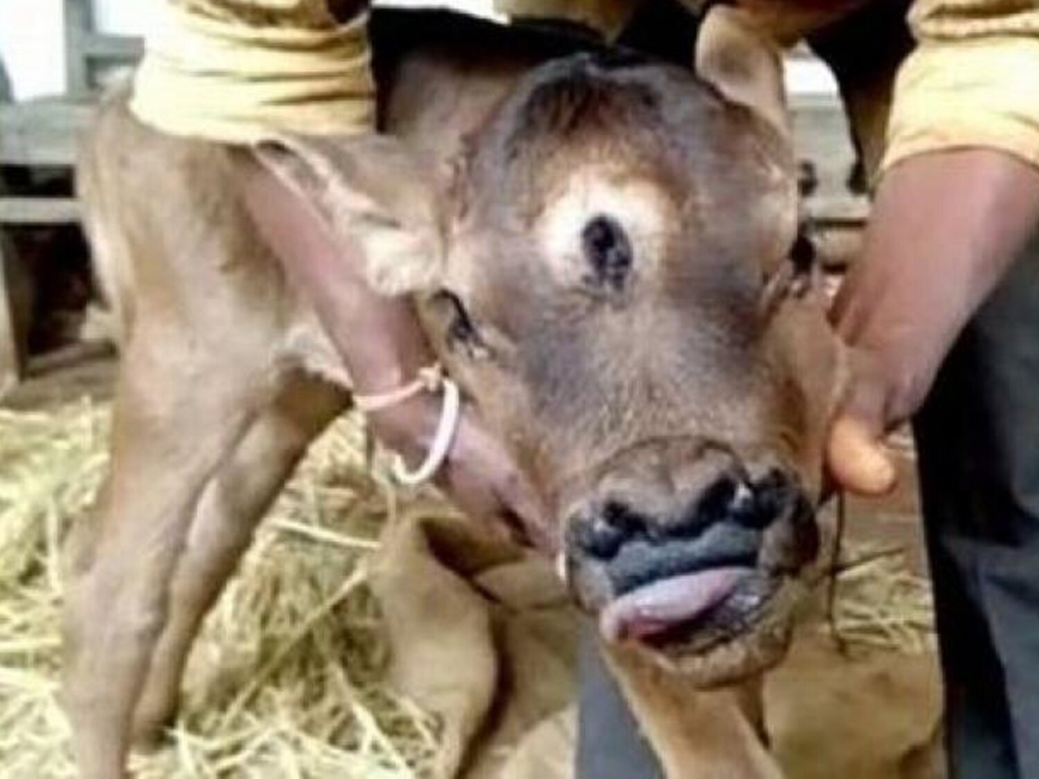 Nace un ternero con tres ojos y cuatro fosas nasales en India: consideran que es reencarnación del dios Shiva