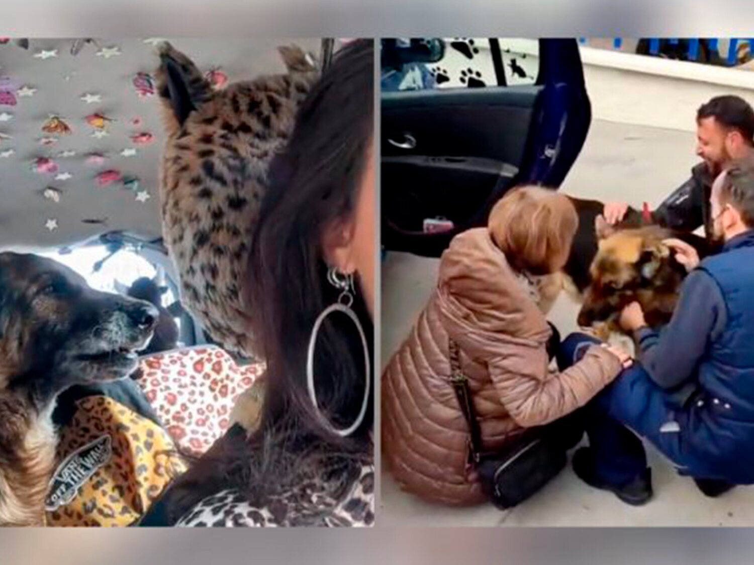 El emocionante vídeo de un perro perdido que se reencuentra con sus dueños 7 años después