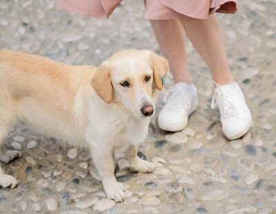 Multada una vecina de Paterna (Valencia) tras una prueba de ADN que certificó la caca de su perro a 640 kilómetros