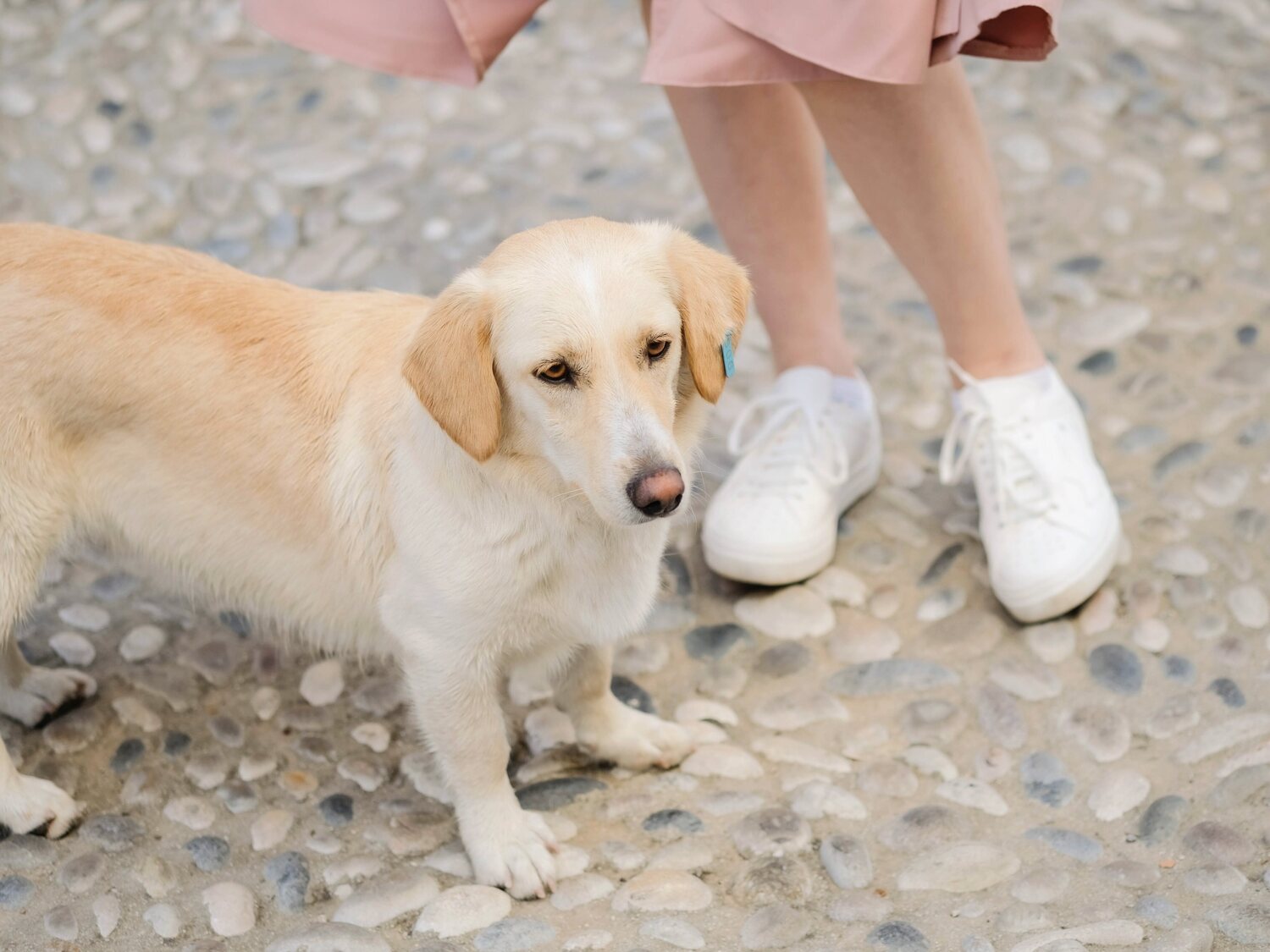 Multada una vecina de Paterna (Valencia) tras una prueba de ADN que certificó la caca de su perro a 640 kilómetros