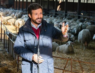 Pablo Casado, como pollo sin cabeza: ridículo en la campaña de Castilla y León