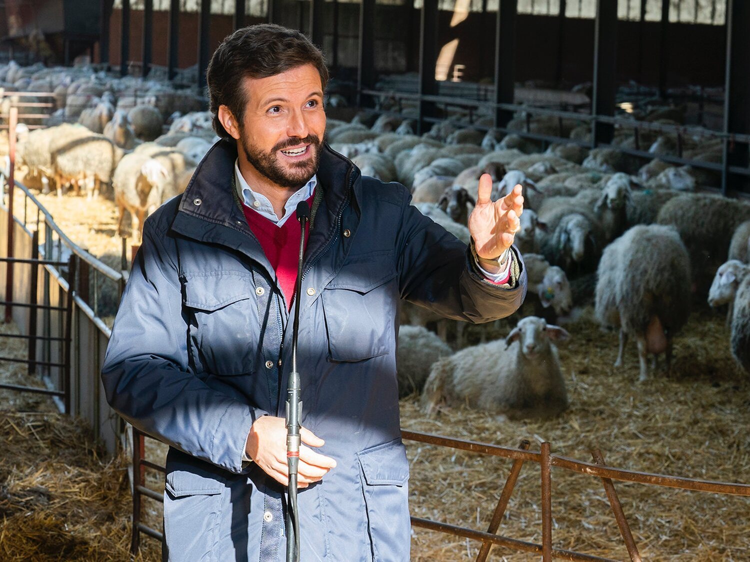 Pablo Casado, como pollo sin cabeza: ridículo en la campaña de Castilla y León