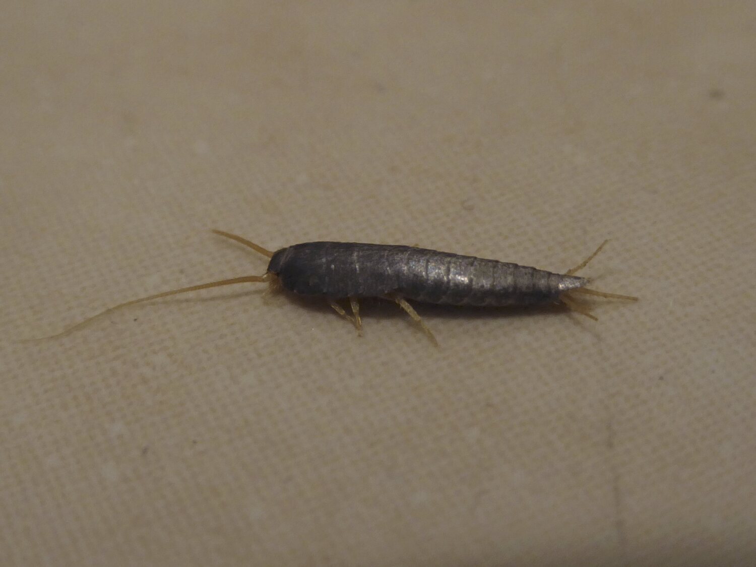 Si encuentra este insecto en casa, debes preocuparte: así es como debes actuar