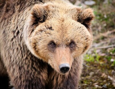 Rescatan a una niña de 3 años de la jaula de un oso en un zoo tras haber sido lanzada por su madre