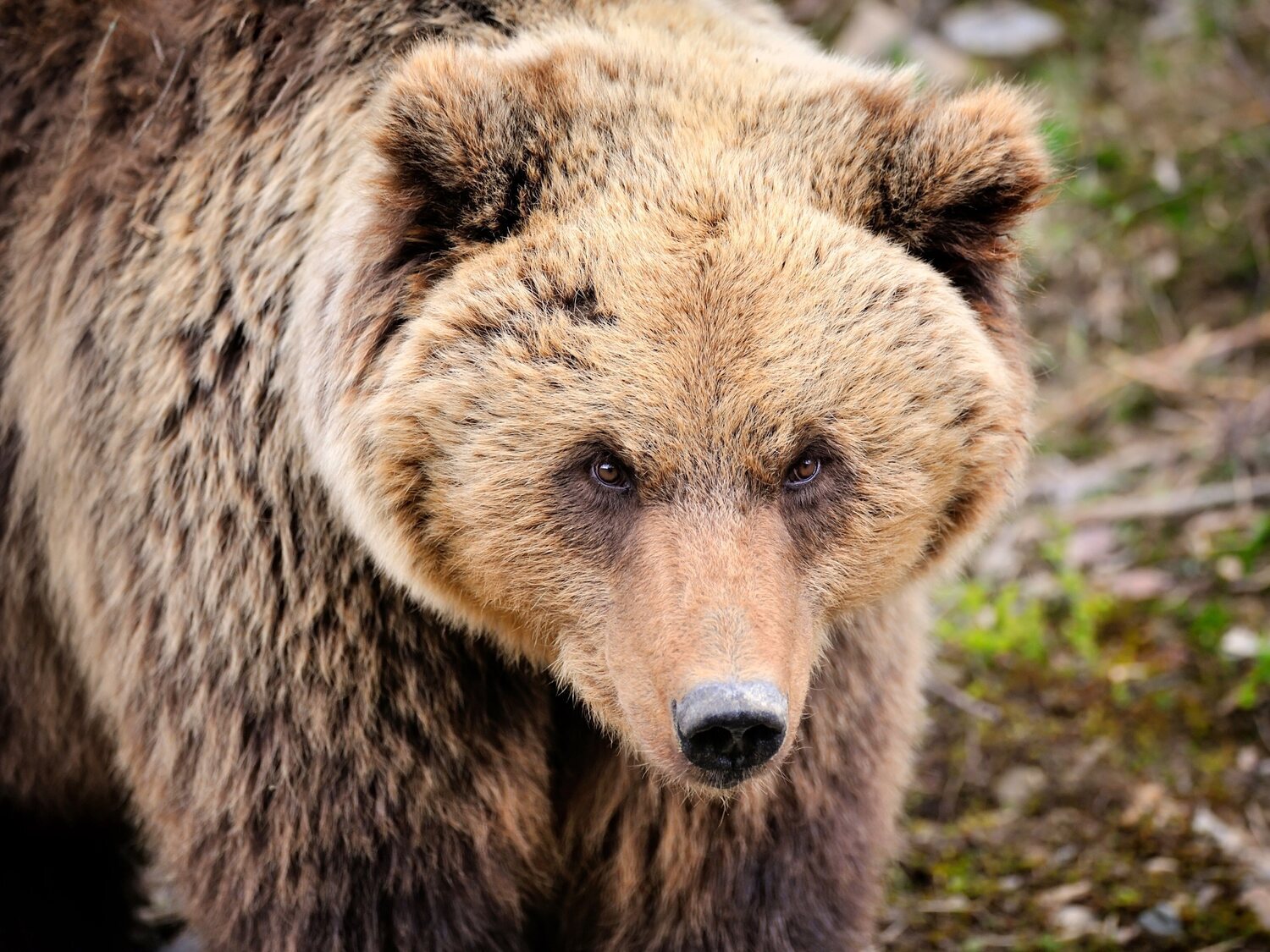 Rescatan a una niña de 3 años de la jaula de un oso en un zoo tras haber sido lanzada por su madre