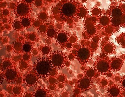 Alerta sanitaria: el virus hemorrágico de Crimea-Congo se extiende por gran parte de España